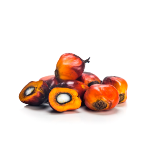 Oil Palm